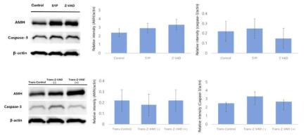 Western blot analysis to evaluate cell apoptosis based on anti-Müllerian hormone production and caspase-3 expression in frozen-thawed human ovarian tissues and human ovarian tissues after xenotransplantation. Cropped blots are presented (for full length blots see Supplementary Information)