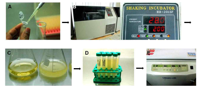 Agrobacterium tumefaciens GV3101의 배양과정. (A) A. tumefaciens 접종, (B) Incubation at 28℃ on 200 rpm for 16 hrs, (C) After incubation of A. tumefaciens, (D) Transfer to tube for collecting, (E) Centrifuge for pelleting (2800-3000rpm/10min/4℃)