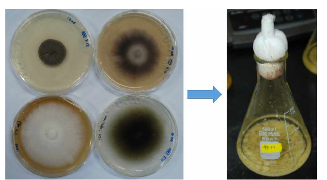 석산 부위별 엔도파이트(endophyte) 분리 후 배양하여 갈란타민 함량조사