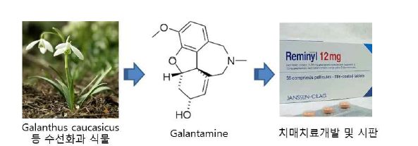 수선화과 식물 유래 갈란타민 치매치료제 개발 및 판매