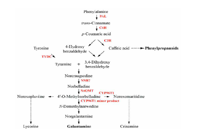 수선화 식물에서 galantamine 생합성 경로. Enzymes involved in the pathway are indicated in red. PAL, phenylalanine ammonia lyase; C4H, trans-cinnamate 4-monooxygenase; C3H, p-coumarate 3-hydroxylase; TYDC, tyrosine decarboxylase; NNR, noroxomaritidine/norcraugsodine reductase; N4OMT, norbelladine 4'-O-methyltransferase