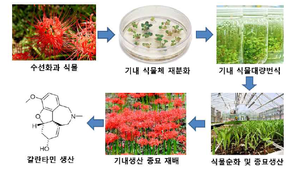 수선화과 식물 기내대량번식 모식도