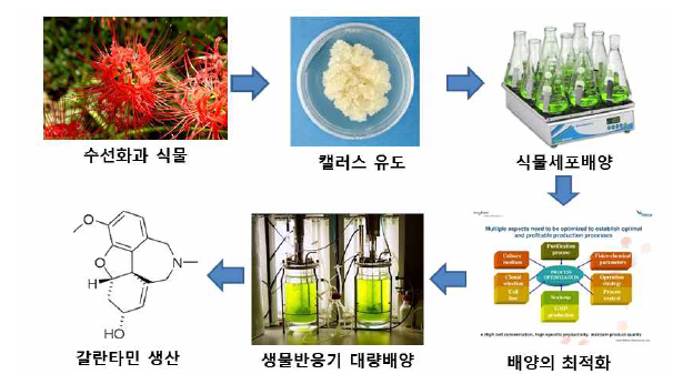 수선화과 식물 세포배양을 통한 갈란타민 생산 모식도