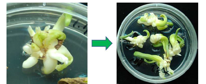 수선화 생장점 배양에서 식물체 재분화 과정