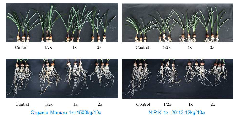 석산 유기질 및 무기질 시비 실험 후 생장 조사