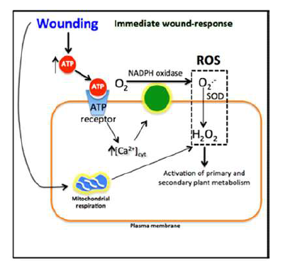 Wounding이 식물대사에 미치는 기작