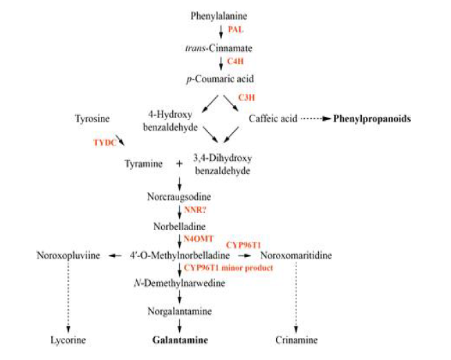 예상되는 갈란타민 생합성 경로. Enzymes involved in the pathway are indicated in red. PAL, phenylalanine ammonia lyase; C4H, cinnamiate 4－hydroxylase; C3H,p-coumarate 3-hydroxylase; TYDC, Tyrosine decarboxylase; NNR, noroxomaritidine/norcraugsodine reductase; N4OMT, norbelladine 4‘-O-methyltransferase