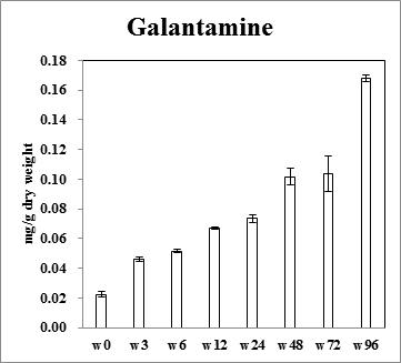 석산 캘러스 Wounding stress 시간 처리별 Galanthamine 생합성