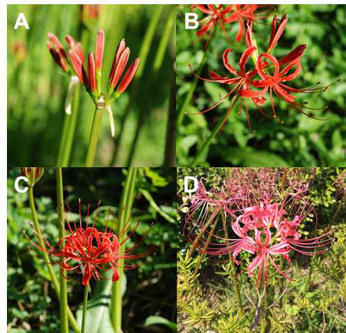 석산 화기 발달 과정 (A=S1: flower bud(FB), B=S2: partially open flower(POF), C=S3: fully open flower(F)F), D=S4: senescent flower(SF))