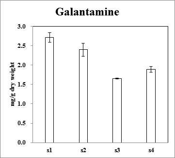 석산 화기 발달 과정 중 galanthamine 함량 변화