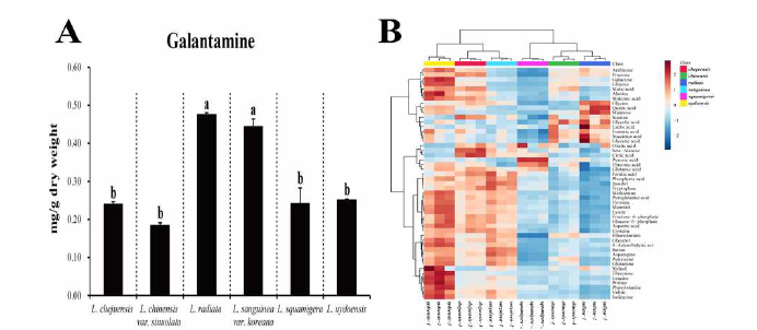 (A) galantamine contents in six Lycoris species and (B) Heatmap representing differences in relative metabolite concentrations of six Lycoris species, Increasing and decreasing the contents of metabolites are shown by red and blue color, respectively