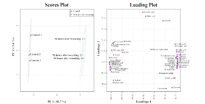 Score plots and metabolite differences between calli exposed for 0 and 96 h derived from a PCA model of GC-TOFMS results