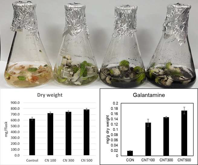 Galantamine contents of N. tazetta shoot culture treated with MWCNT at 100, 300, and 500 mg/L