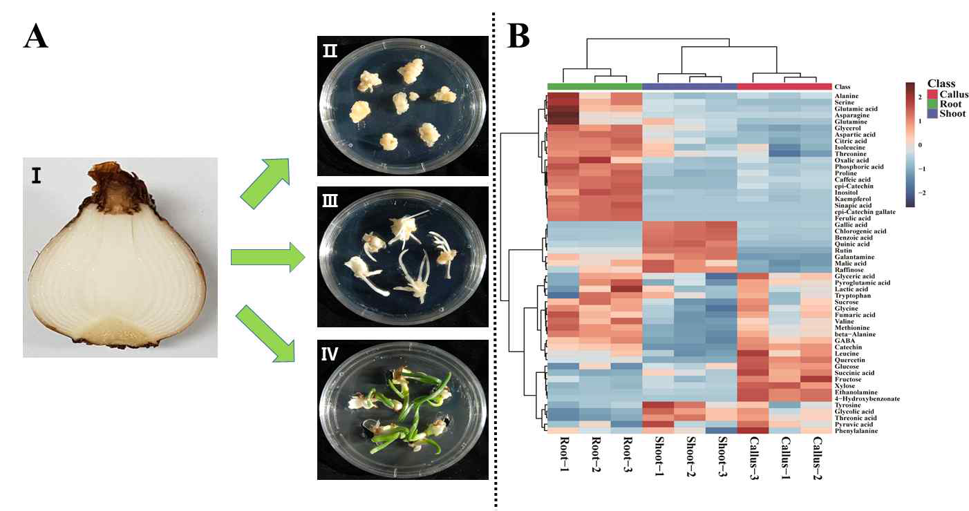 (A) Callus formation, root regeneration, and shoot regeneration of N, tazetta. Ⅰ, N. tazetta bulb; Ⅱ, Calli derived from N. tazetta; Ⅲ, regenerated root from N. tazetta; Ⅳ, regenerated shoot from N. tazetta　and (B) Heatmap representing differences in relative metabolite concentrations of shoot, root, and callus of N. tazetta. Increasing and decreasing the contents of metabolites are shown by red and blue color, respectively