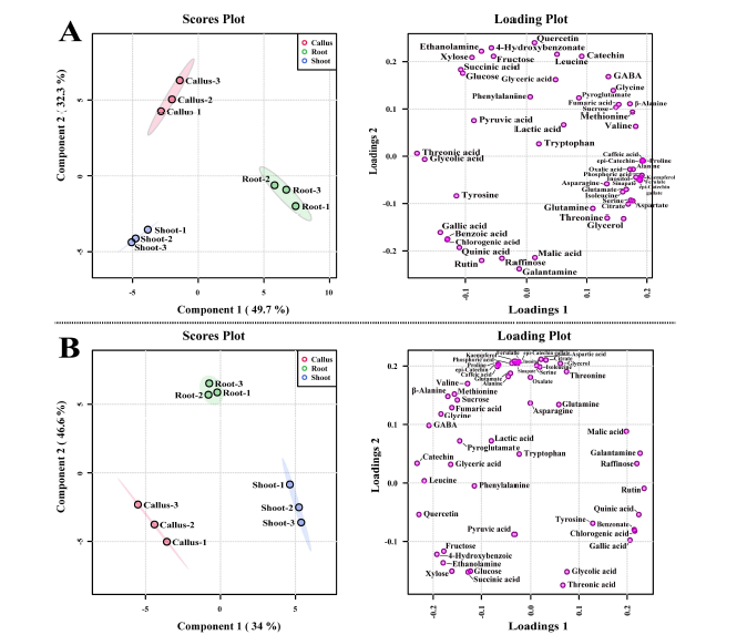 Score (A) and loading plots (B) of the principal component analysis (PCA) model obtained using 53 metabolites from shoot, root, and callus of N. tazetta and score (C) and loading plots (D) of the Partial least squares-discriminant analysis (PLS-DA) model obtained using 53 metabolites from shoot, root, and callus of N. tazetta