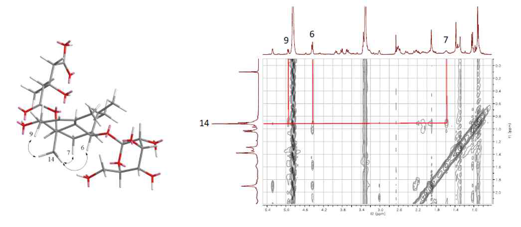 화합물 1번의 NOESY 상관관계 NMR data