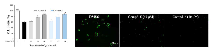 화합물5와 6의 Amyloid β 로 인해 유도된 세포독성의 농도 의존적 보호효과