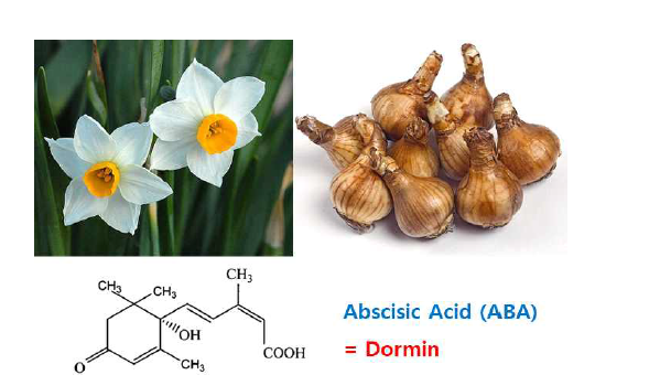 수선화와 구근에 함유된 앱시스산(ABA)의 화학구조