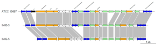 Gene synteny in the HMO gene clusters of Bifidobacterium longum subsp. infantis strains (ATCC 15697, IN02, IN06)