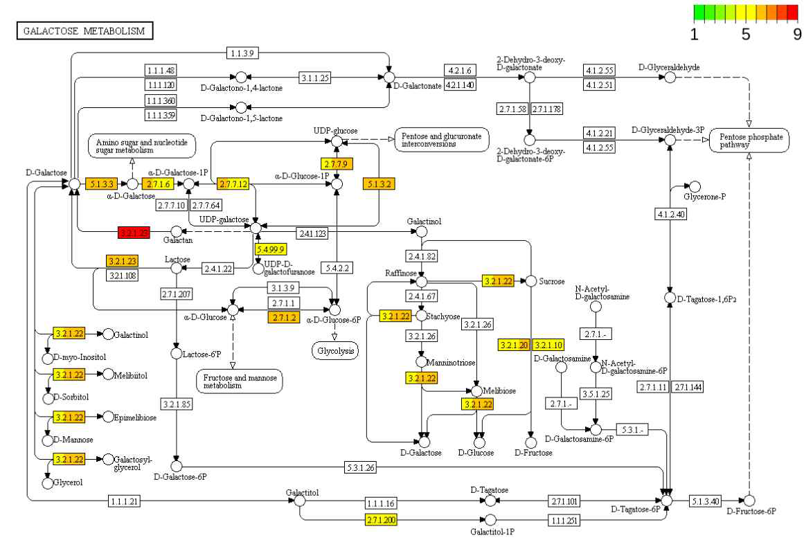 균주들에 따른 metabolic enzyme들의 평균 발현양 비교 (galactose metabolism). 각 상자는 3 부분으로 균등하게 분할되어 정보를 나타내며, 앞쪽부터 DSM 20016, DS0384, S0385 순서로 표현하였음. 초록색일수록 해당 균주에서 발현양이 적은 것을 나타내며 붉은색에 가까울수록 발현양이 높은 것을 의미함)