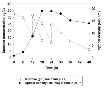 Bifidobacterium longum IN02 균주의 균체 생장 최적배지에서의 pH 조절에 의한 발효조 5L-fed batch 배양