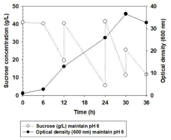 Bifidobacterium bifidum HN002 균주의 균체 생장 최적배지에서의 pH 조절에 의한 발효조 5L-fed batch 배양