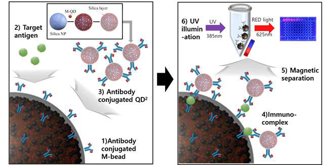 다중 양자점 나노구조체와 자성비드를 이용한 생체분자 검출 시스템 모식도