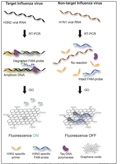 산화그래핀 기반 고감도 RNA 형광 기반 검출 기술 개념도