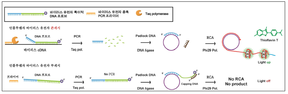 PCR과 Rolling Circle Amplification을 결합한 RNA 바이러스 유전자 고효율 증폭