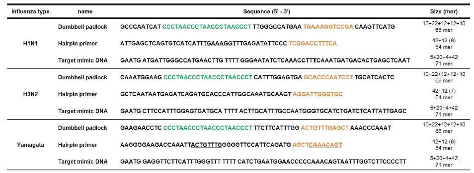 인플루엔자 바이러스 유전자 특이적 형광 검출을 위한 DNA 설계 (4중 나선구조 : 녹색 표기, primer 결합 : 주황색 표기, hairpin 형성 : 밑줄 표기)