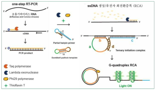 인플루엔자 바이러스 유전자 (RNA)를 등온증폭하여 형광검출 방법: 1) 검체에서 추출한 바이러스 유전자(RNA)를 중합효소 연쇄반응 (PCR)을 거친 후, 2) 삼성분 유전자 회전환증폭을 결합하여 희소 바이러스 유전자 표적 서열 대량 증폭, 3) 형광물질 유전자 층간삽입(intercalation)으로 증폭된 호흡기 바이러스 유전자 형광 검출