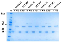 SDS-PAGE analysis of purified anti-CHIKV E2 Fab clones. M, standard marker (Thermo #26619). R and NR, reducing (+DTT) and non-reducing (-DTT) condition, respectively