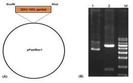 Recombinant baculovirus plasmid (A) Recombinant baculovirus plasmid의 제작 및 클로닝 (B) Recombinant baculovirus plasmid의 확인, Lane 1: Recombinant ZIKV-NS1 partial plasmid, Lane 2: Recombinant ZIKV-NS1 partial plasmid digested 300ng plasmid digested by EcoRI and HindIII