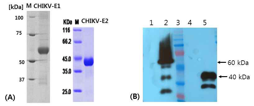 CHIKV-E1 및 E2-His 단백질의 발현 및 정제 (A) CHIKV E1 또는 E2 단백질의 정제, (B) CHIKV E1 또는 E2 단백질의 His 발현 확인, Lane1; NTC, lane2 ; CHIKV-E1, lane3; CHIKV-E2