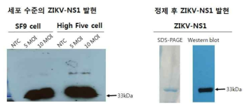 ZIKV NS1 단백질의 발현 및 정제