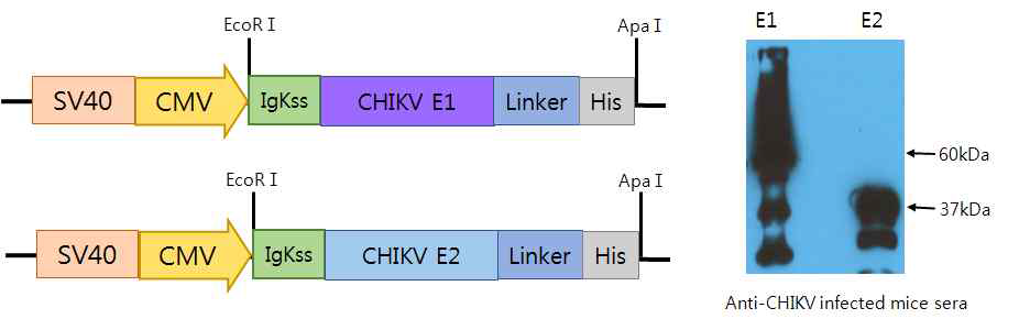 CHIKV E1 및 E2 제작 유전자 모식도 및 단백질 발현 확인
