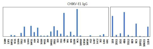 CHIKV-E1 specific IgG-ELISA