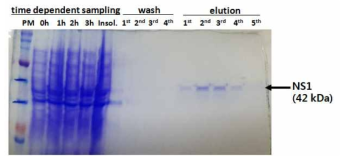 ZIKV NS1 단백질의 정제