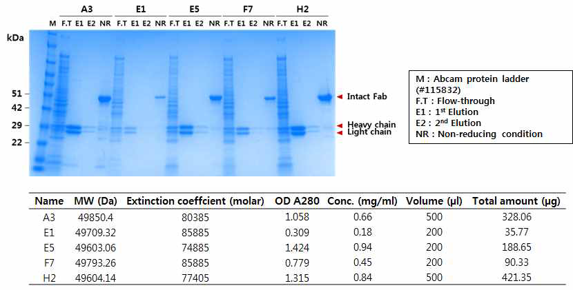 SDS-PAGE analysis of purified Fab clones