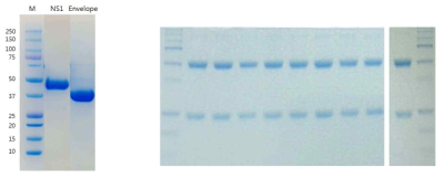 곤충세포에서 발현된 지카 바이러스 항원 및 정제된 지카 E, 지카 NS1 항체