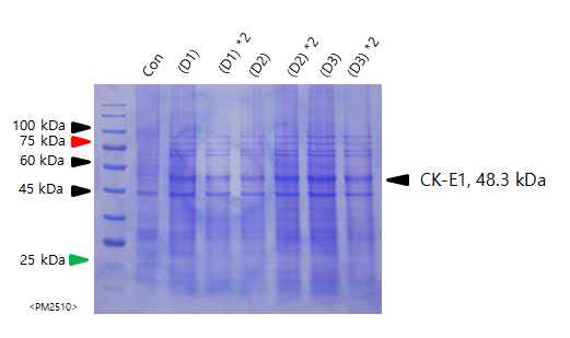 S2 cell 상에서 각기 다른 조건으로 CK-E1 단백질 발현결과