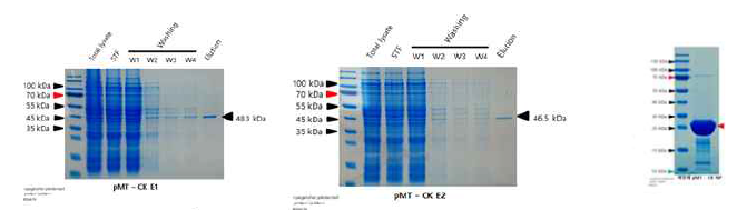 pMT vector로 유도되어진 CK-E1, Ck-E2, CK-NP 재조합 단백질의 정제 결과