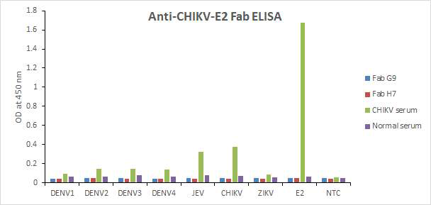 CHIKV 및 플라비바이러스 바이러스에 대한 단클론 항체의 반응성