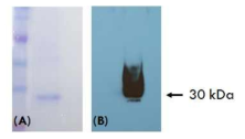 ZIKV　NS1 단백질의 발현 (A) SDS-PAGE, (B) Western blotting