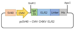 CHIKV E2 및 E1의 mammalian cell 발현용 플라스미드, pcSV40–CMV CHIKV E1/E2-His의 모식도