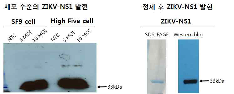 ZIKV NS1 단백질의 발현 및 정제