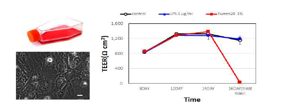 장 상피세포에서 장 투과도 측정을 위한 TEER 측정