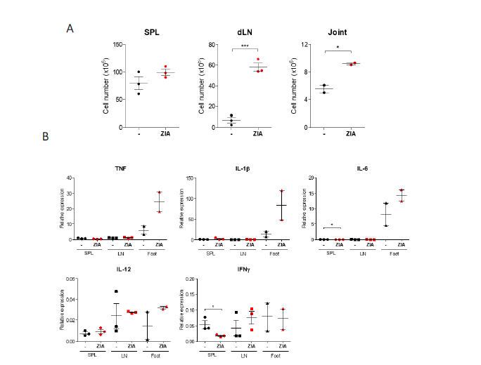 C57BL/6 생쥐를 이용한 Zymosan-induced arthritis (ZIA) 모 델 평가. (A) ZIA 유도 후 장기별 면역 세포 수 변화 (B) ZIA 유도 후 장기별 염증성 사이토카인 발현량 분석