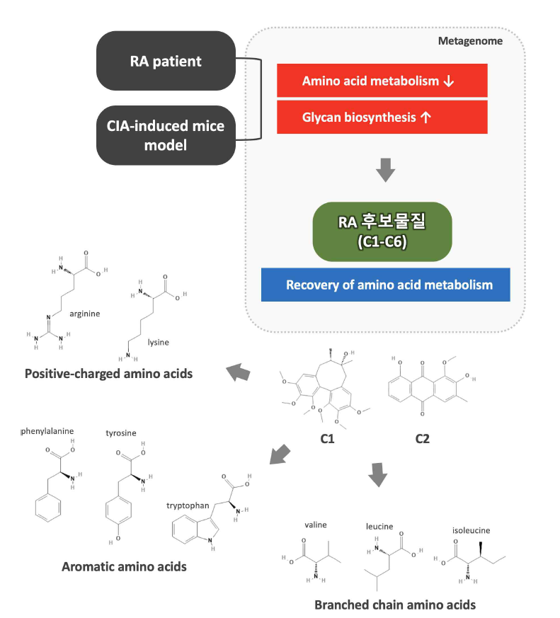 메타지놈 기반 후보물질 C1, C2의 장내 아미노산 대사 조절 연구 요약