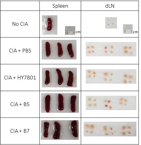 프로바이오틱스를 투여 한 CIA 모델에서 적출한 비장과 림프절 크기 비교